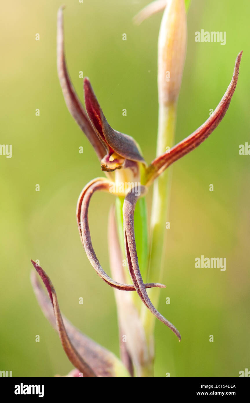 Lyperanthus suaveolens, bec brun Orchid Banque D'Images
