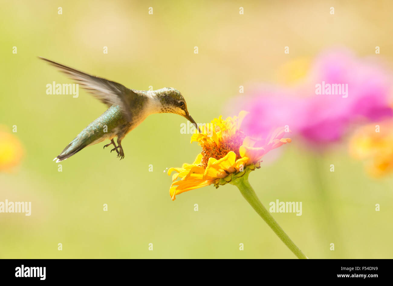 Hummingbird Hovering nectar de manger une fleur Zinnia Banque D'Images