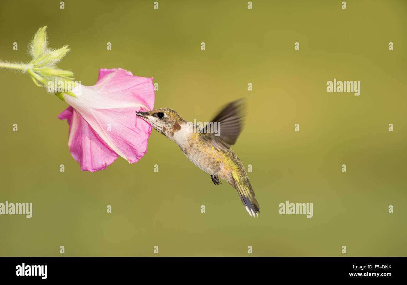 Mâle juvénile Colibri à gorge rubis se nourrissent d'une gloire du matin Rose bloom, avec fond d'été vert Banque D'Images