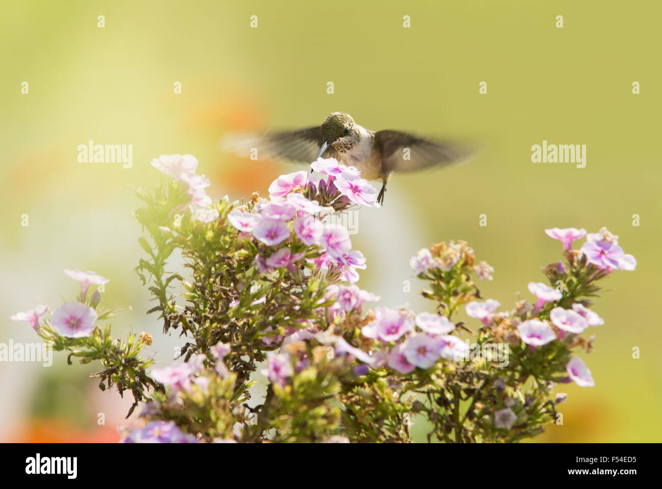 Hummingbird mâle juvénile se nourrissant d'un Phlox rose fleur en jardin d'été Banque D'Images