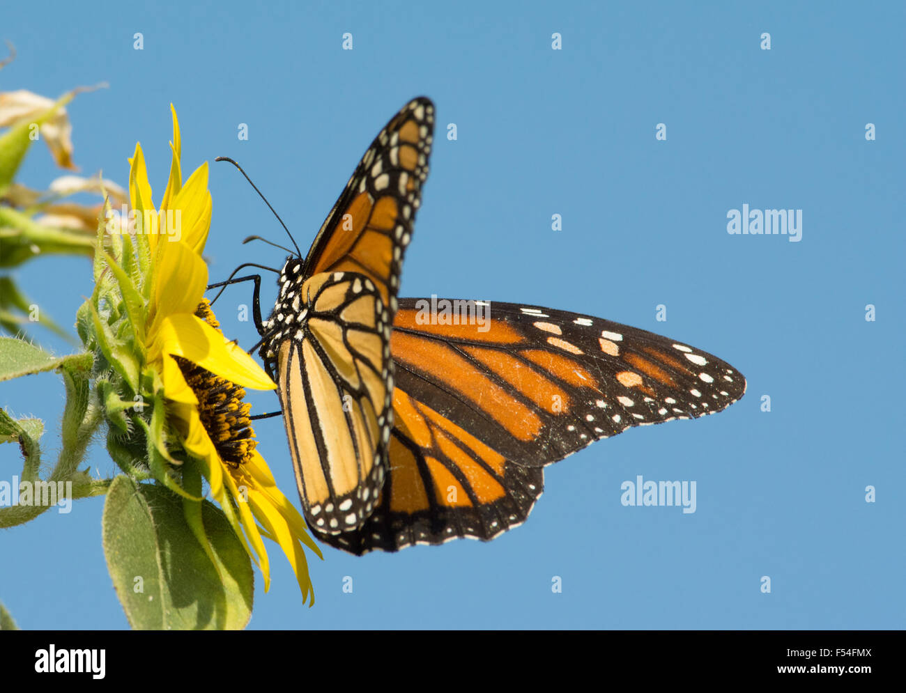 Le monarque se nourrissant d'un tournesol avec fond de ciel bleu Banque D'Images