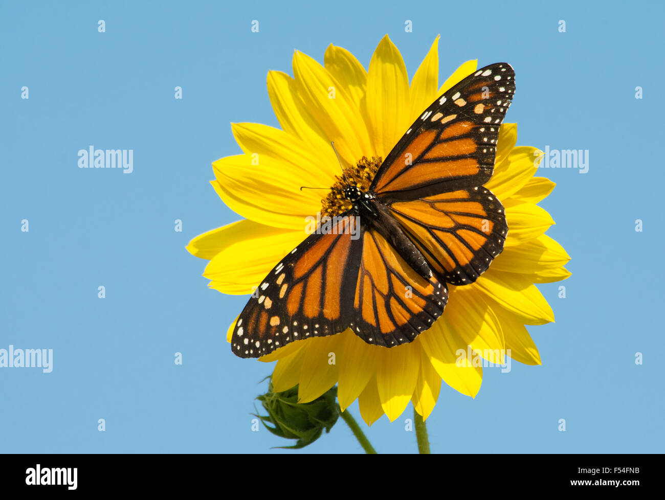 Papillon monarque femelle se nourrissant d'un jaune vif, tournesol sauvage contre le ciel bleu Banque D'Images