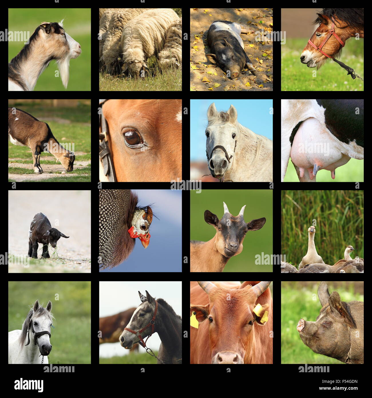 Collection de nombreuses images mises ensembles des animaux de ferme Banque D'Images