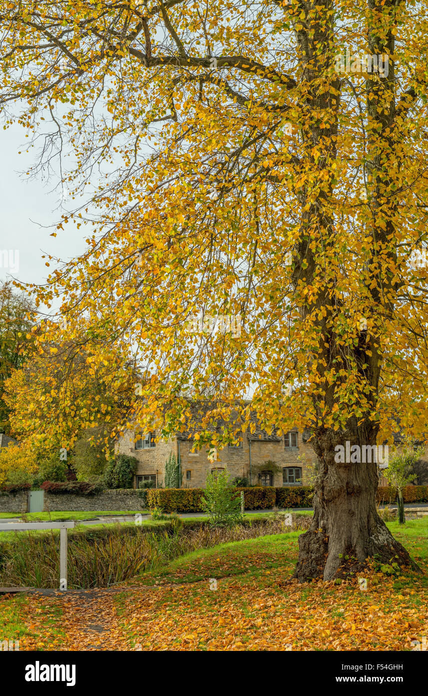 Arbre d'automne à Lower Slaughter dans les Cotswolds Gloucestershire. Un village très populaire auprès des visiteurs et touristes. Banque D'Images