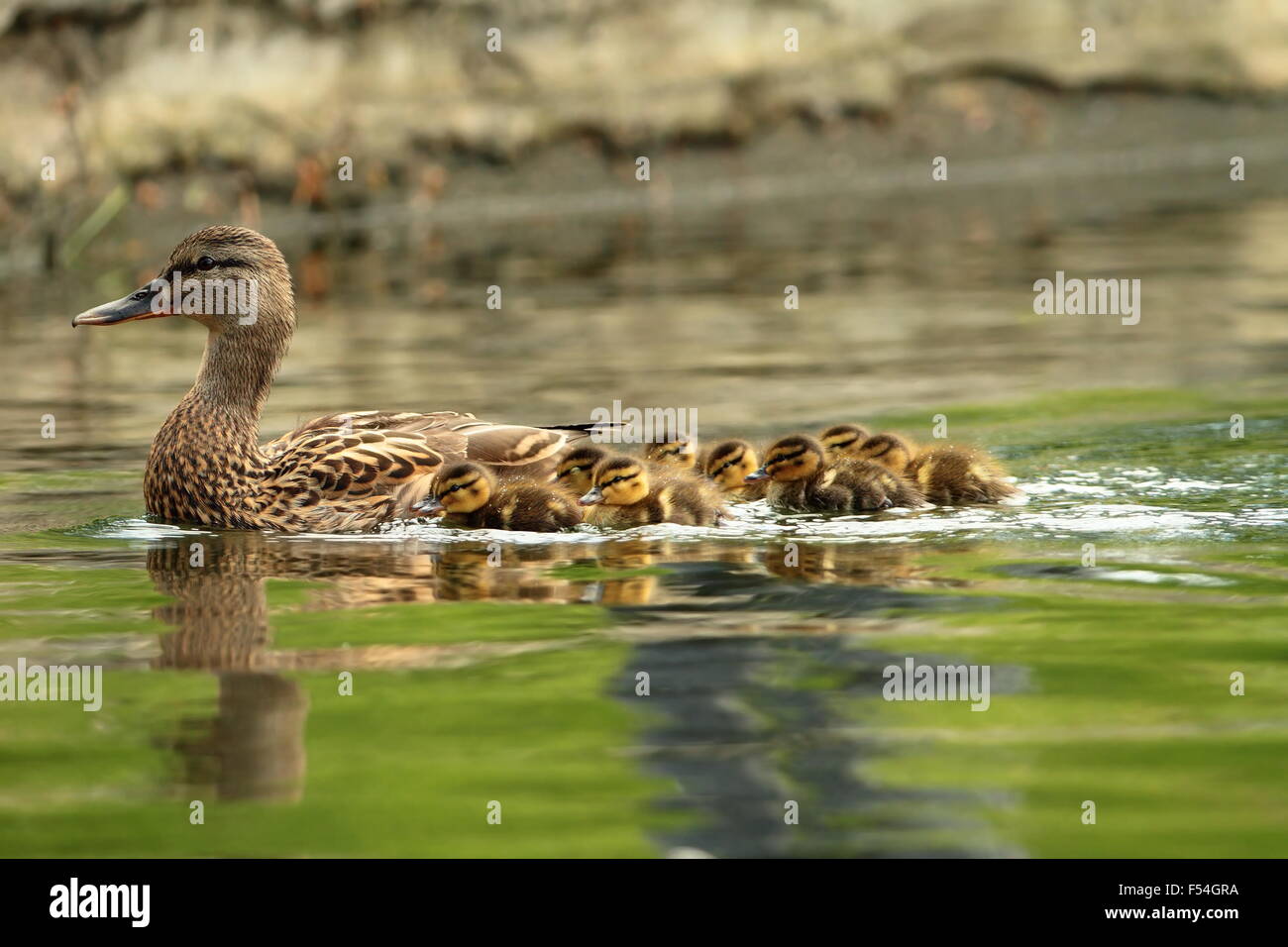 Les canards colverts, mère de famille avec piscine canetons sur étang ( Anas platyrhynchos ) Banque D'Images