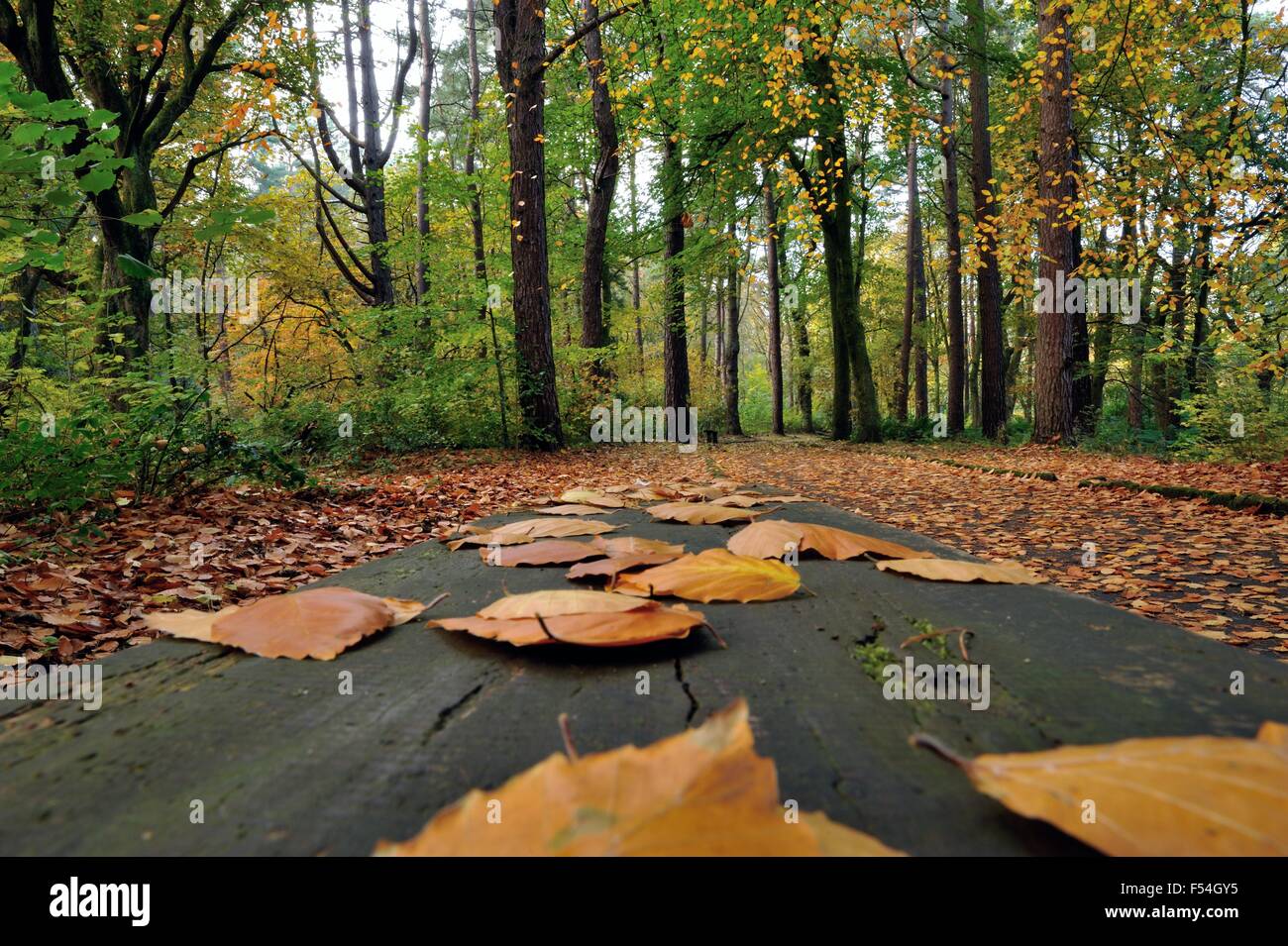 Glasgow, Ecosse, Royaume-Uni. 27 Oct, 2015. Feuilles sur un banc à Pollok Park Crédit : Tony Clerkson/Alamy Live News Banque D'Images