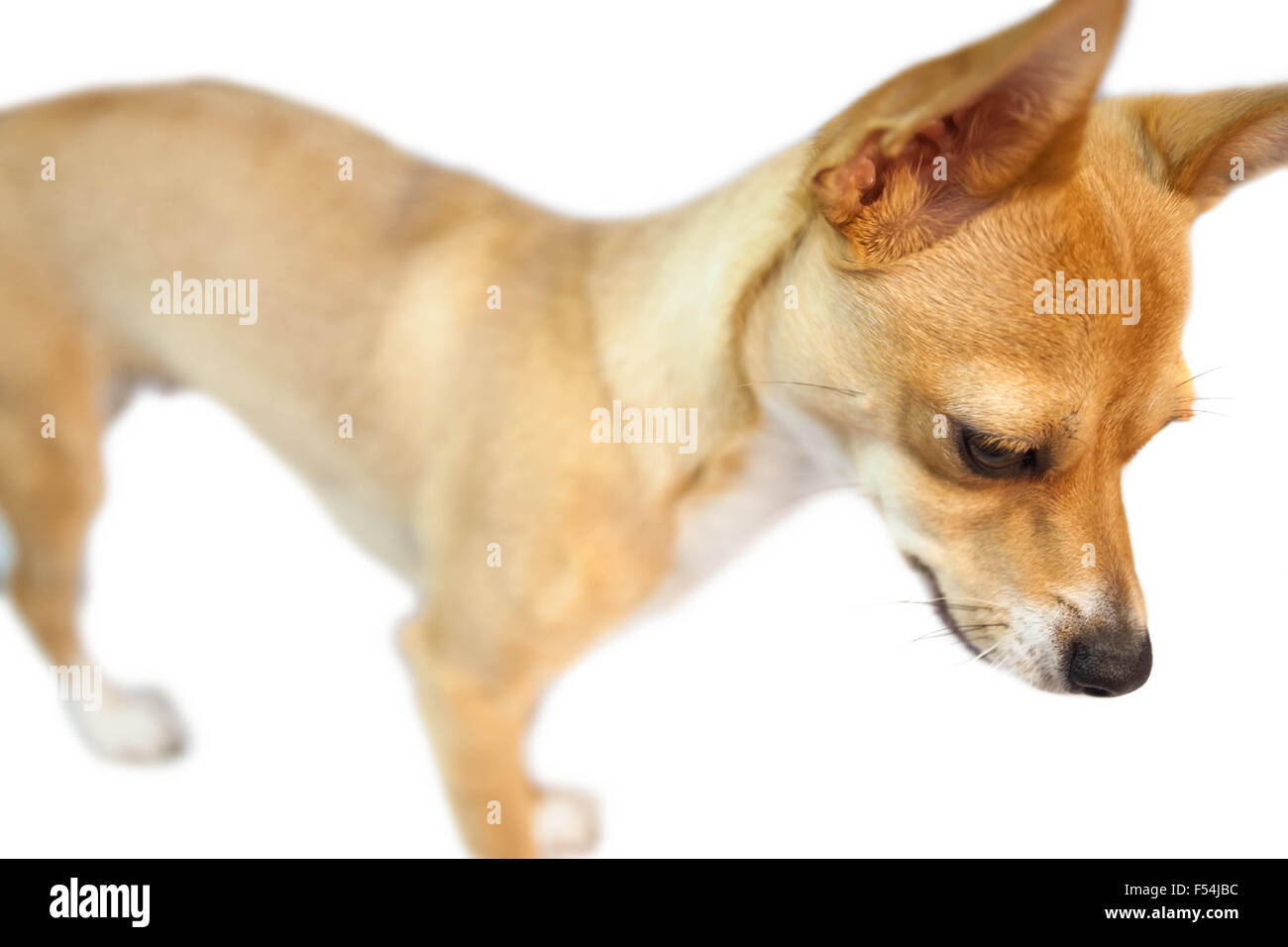 Chien avec des oreilles pointues Banque de photographies et d’images à haute résolution Alamy