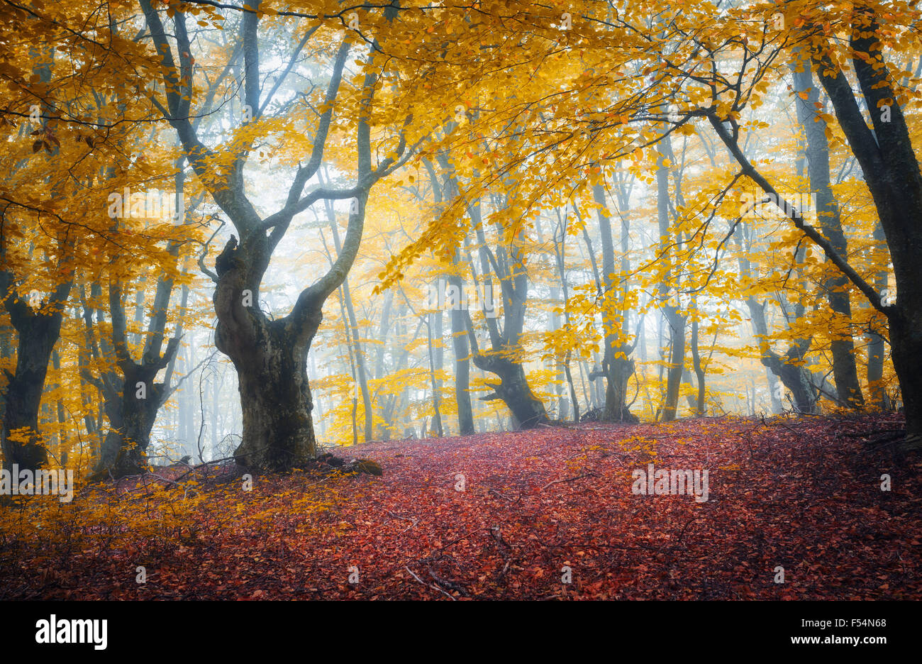 Sentier à travers un mystérieux dark old forest dans le brouillard. Matin d'automne en Crimée. Ambiance magique. Fairytale Banque D'Images