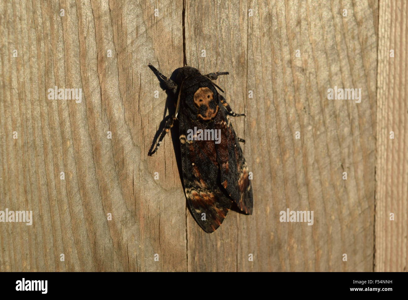 Papillon sphinx tête de mort nuit Banque de photographies et d’images à — free download