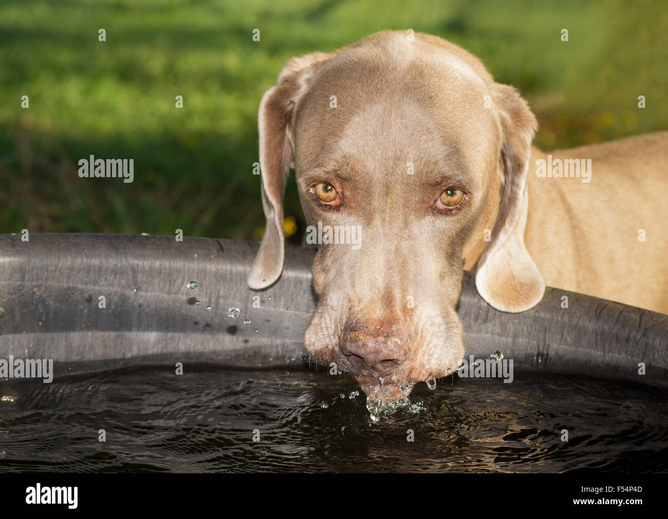 Chien braque de boire d'un abreuvoir cheval, les projections d'eau. Banque D'Images