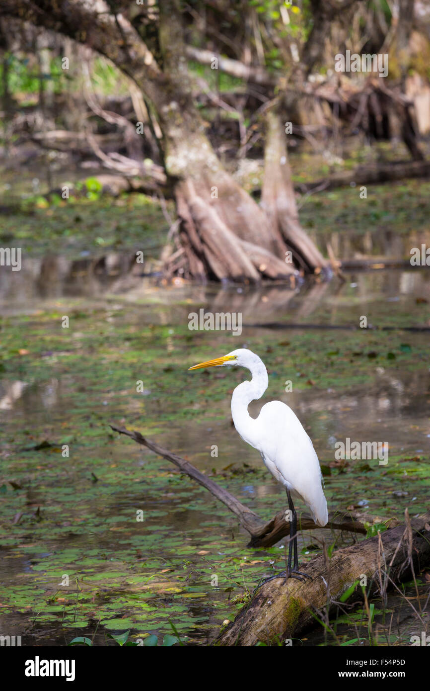 Grande Aigrette debout dans River dans les Everglades de Floride, États-Unis d'Amérique Banque D'Images