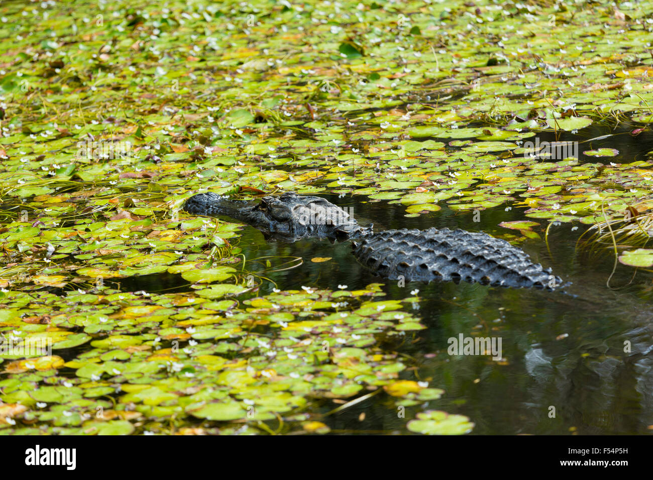 Alligator baigne parmi les nénuphars dans swamp dans les Everglades de Floride, États-Unis d'Amérique Banque D'Images