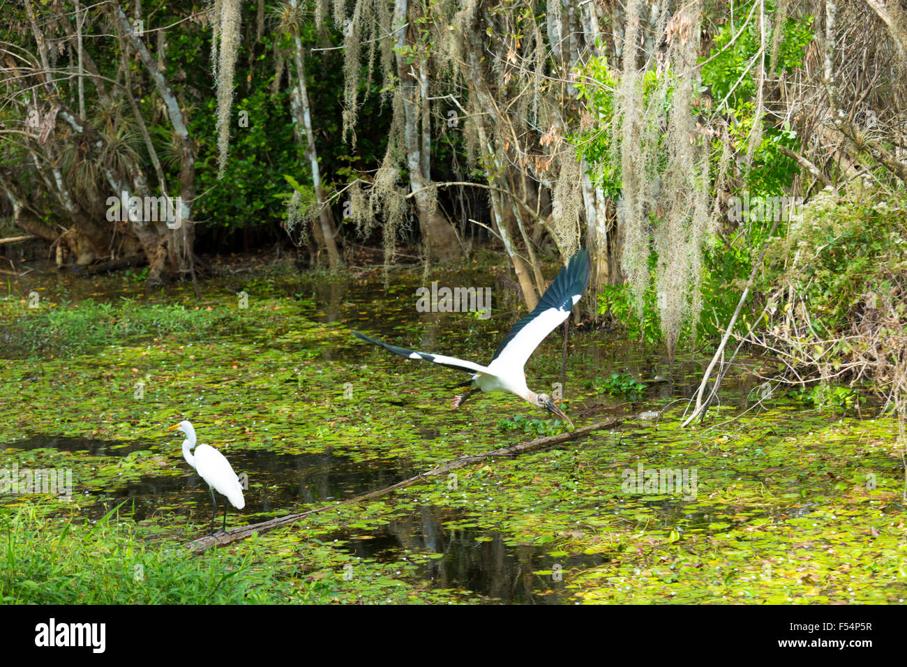 Grande Aigrette debout et bois rares, Stork Mycteria americana, en vol dans swamp dans les Everglades de Floride, USA Banque D'Images