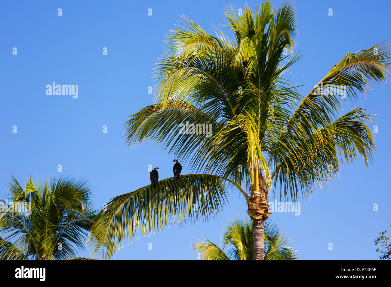 Paire d'Osprey, Pandion haliaetus, sur la branche de palmier, Captiva Island, en Floride, USA Banque D'Images