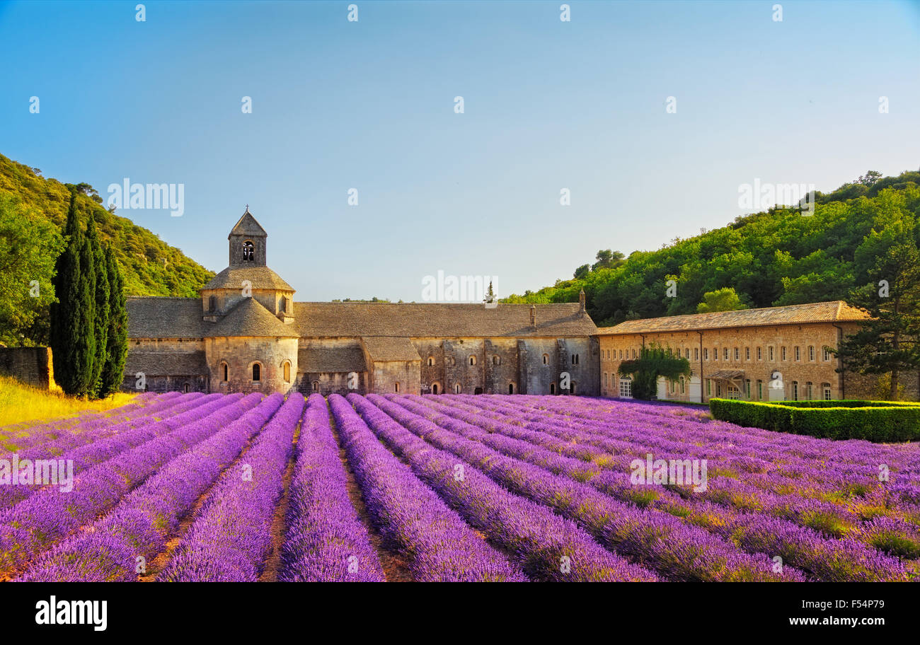 Abbaye de Sénanque et lignes en fleurs fleurs de lavande sur le coucher du soleil. Gordes, Luberon, Vaucluse, Provence, France, Europe. Banque D'Images
