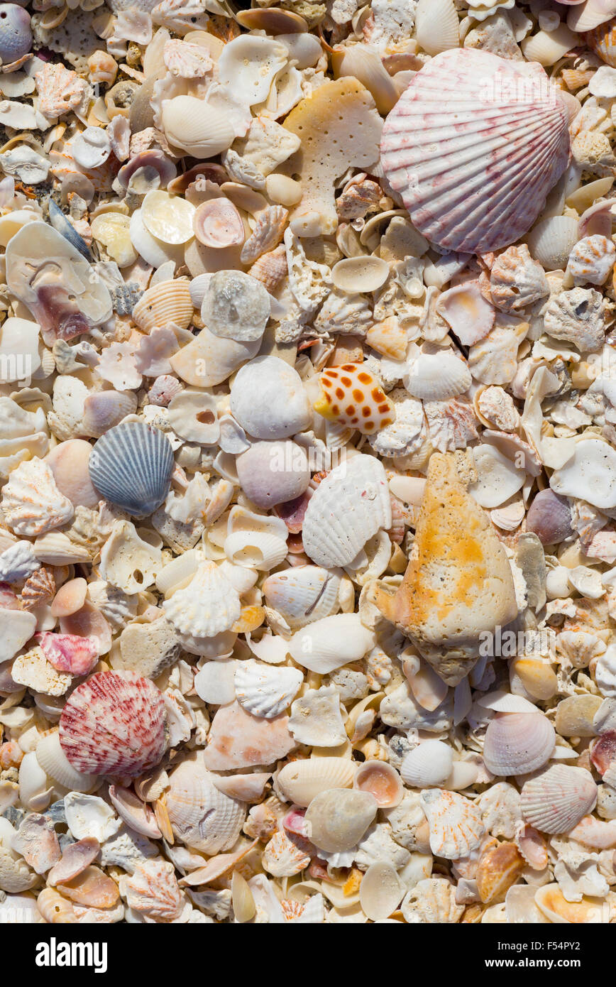 Des coquillages sur mer sur Captiva Island, Floride, USA Banque D'Images