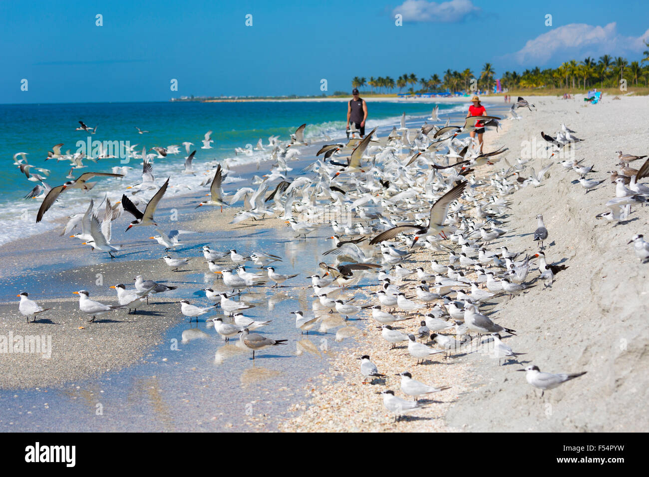 Marcher parmi les touristes et les échassiers de rivage - récupérateurs, Willets, Sternes - sur les rives de l'autre à Captiva Island, Floride, USA Banque D'Images