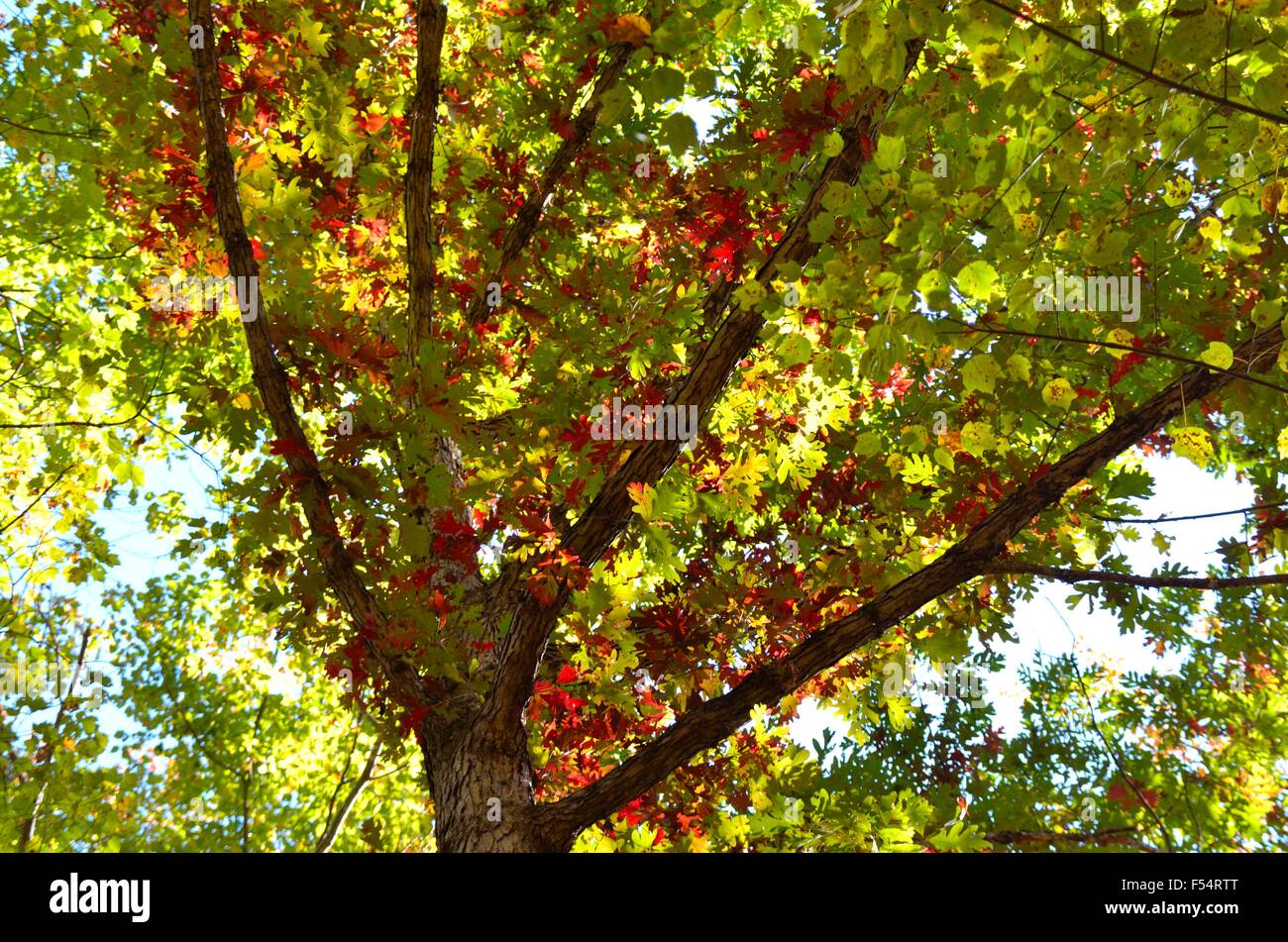 Des rouges et verts d'automne dans la forêt arbres Banque D'Images