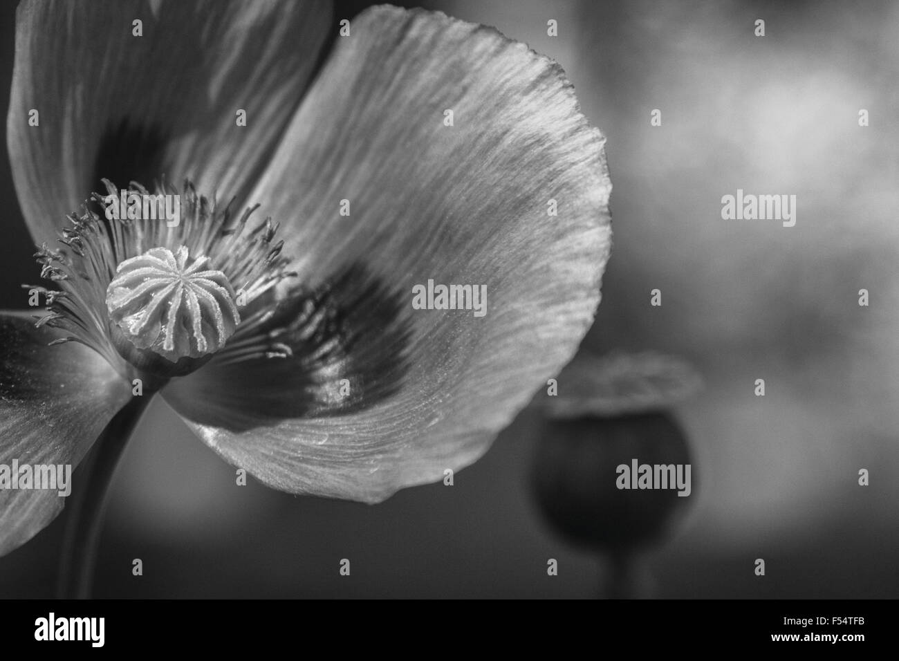 Image en noir et blanc d'une fleur de pavot au soleil, hors focus gousse dans l'arrière-plan. Banque D'Images