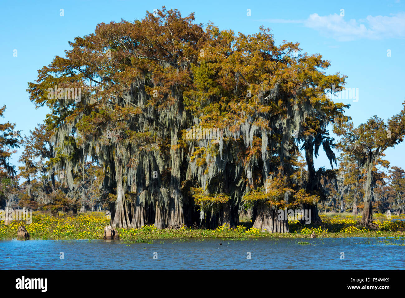 Arbres de cyprès chauve, Taxodium distichum conifère à feuilles caduques, couverts de mousse espagnole dans les marais de Louisiane, États-Unis d'Atchafalaya Banque D'Images