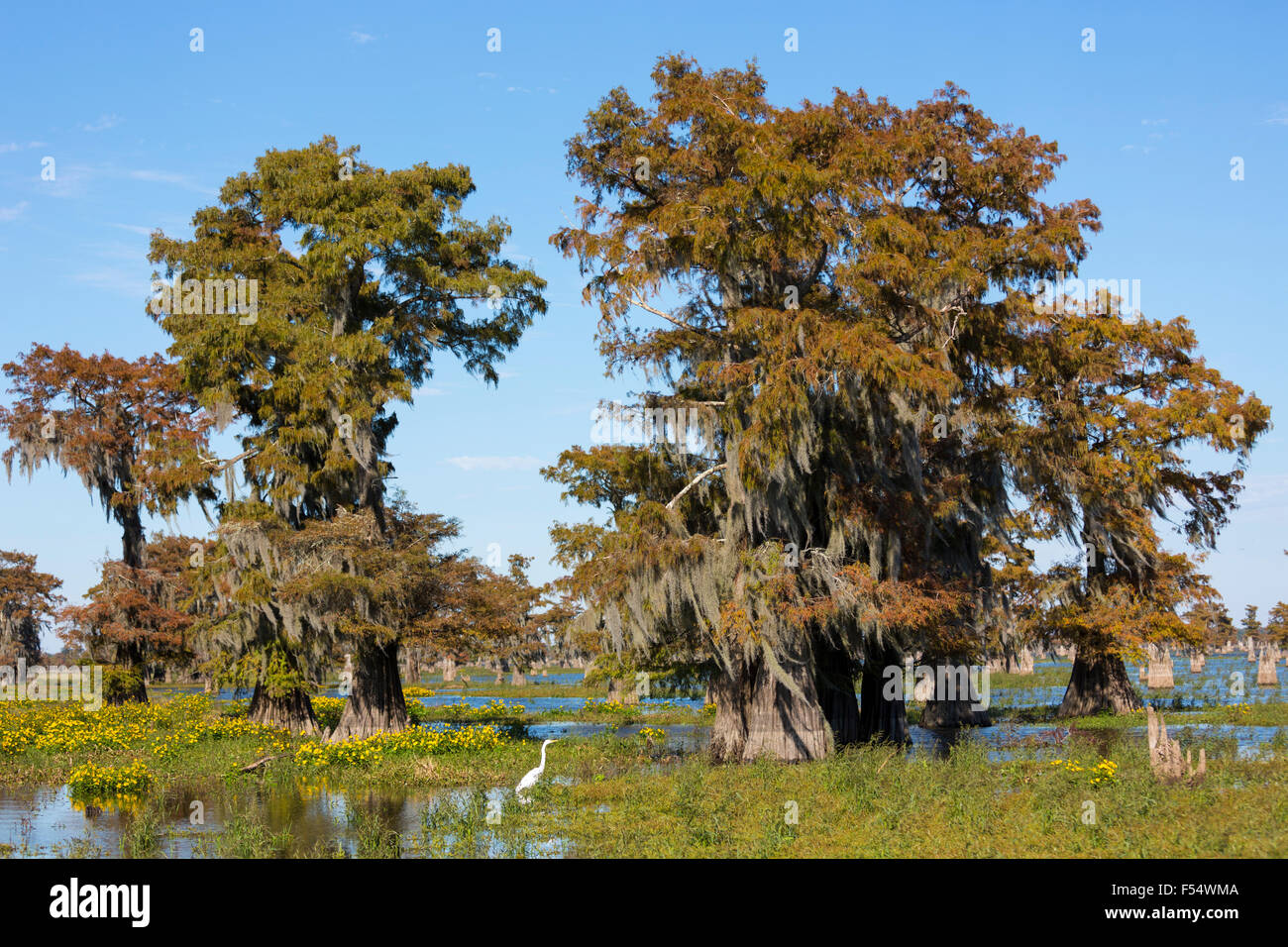 Grande Aigrette pataugeant par cyprès chauve Taxodium distichum, couverts de mousse espagnole, Marais, Louisiane USA Atchafalaya Banque D'Images