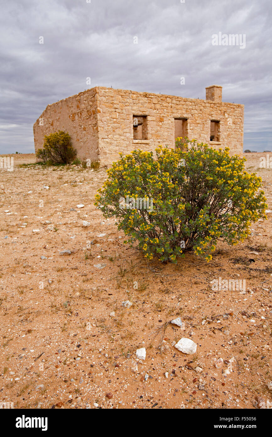 Ruines du 19ème siècle historique Carcory homestead, maison en pierre avec senna bush floraison sous ciel d'orage, outback Australie Banque D'Images