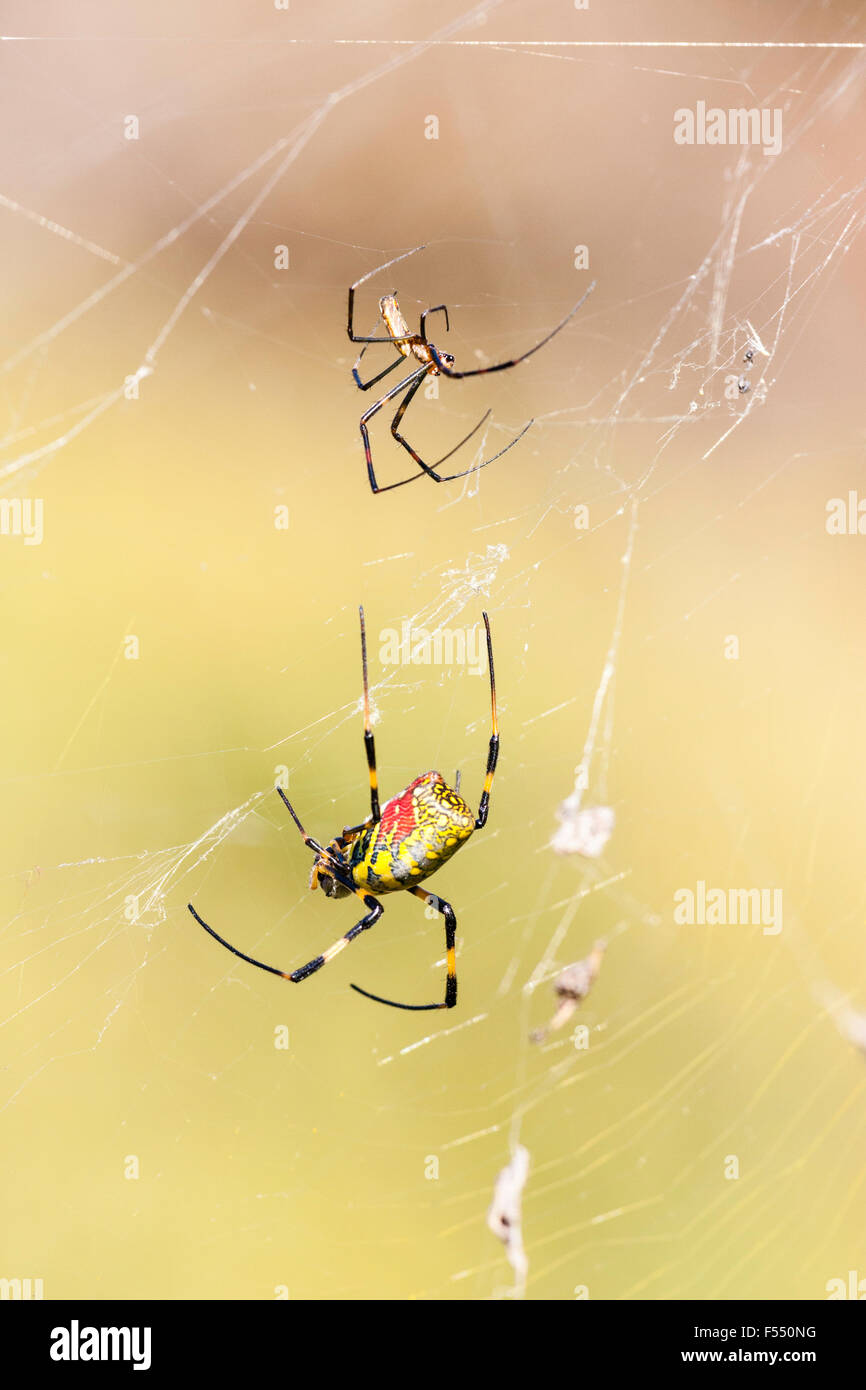 Le Japon. Yellow & Red Spider. Tetragnathidae, Nephila clavata, araignée Joro, Globe Doré-web groupe d'araignées, femme assise dans web avec petits mate. Banque D'Images