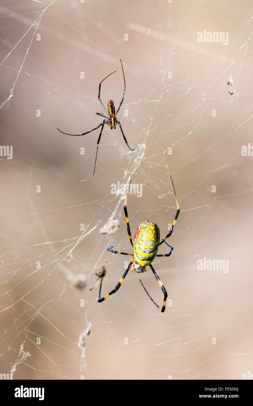Le Japon. Yellow & Red Spider. Tetragnathidae, Nephila clavata, araignée Joro, Globe Doré-web groupe d'araignées, femme assise dans web avec petits mate. Banque D'Images