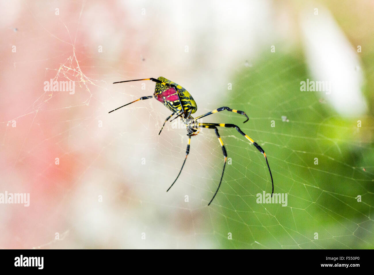 Le Japon. grande araignée rouge et jaune. Tetragnathidae, Nephila clavata, araignée Joro du Globe Doré-Spider web groupe. Close up, femme, debout dans le web. Banque D'Images