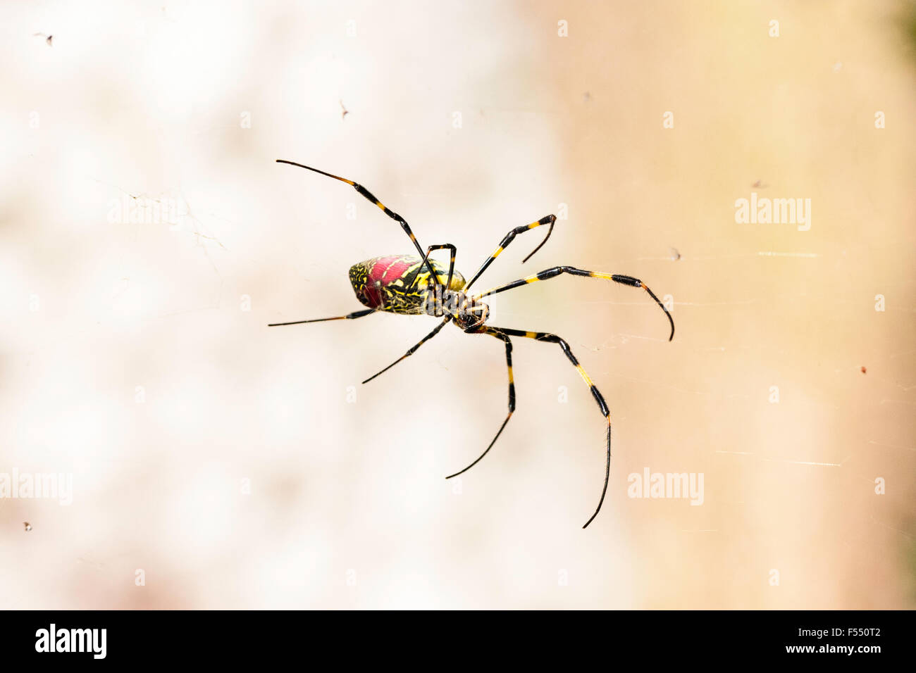 Le Japon. grande araignée rouge et jaune. Tetragnathidae, Nephila clavata, araignée Joro du Globe Doré-Spider web groupe. Close up, femme, debout dans le web. Banque D'Images