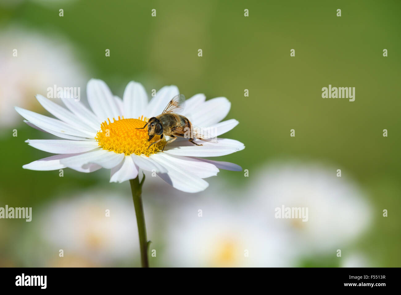 Abeille pollinisant marguerite blanche ou sur le pré de fleurs de camomille Banque D'Images