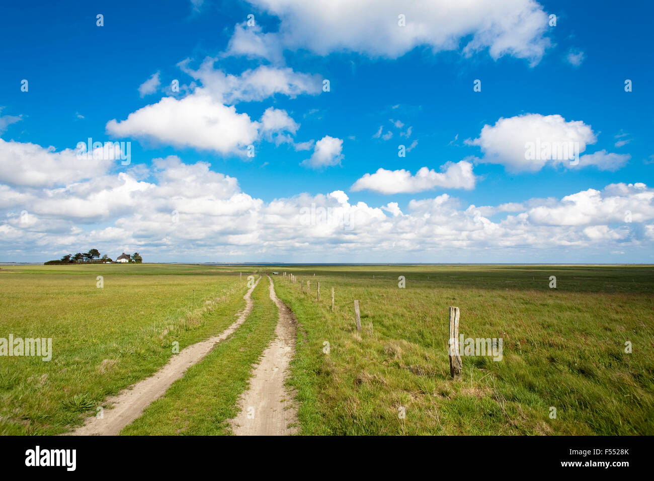 DEU, Allemagne, Schleswig-Holstein, Mer du Nord, Amrum island, Meadows, à la mer des Wadden sur la côte est de l'île, près de Norddo Banque D'Images