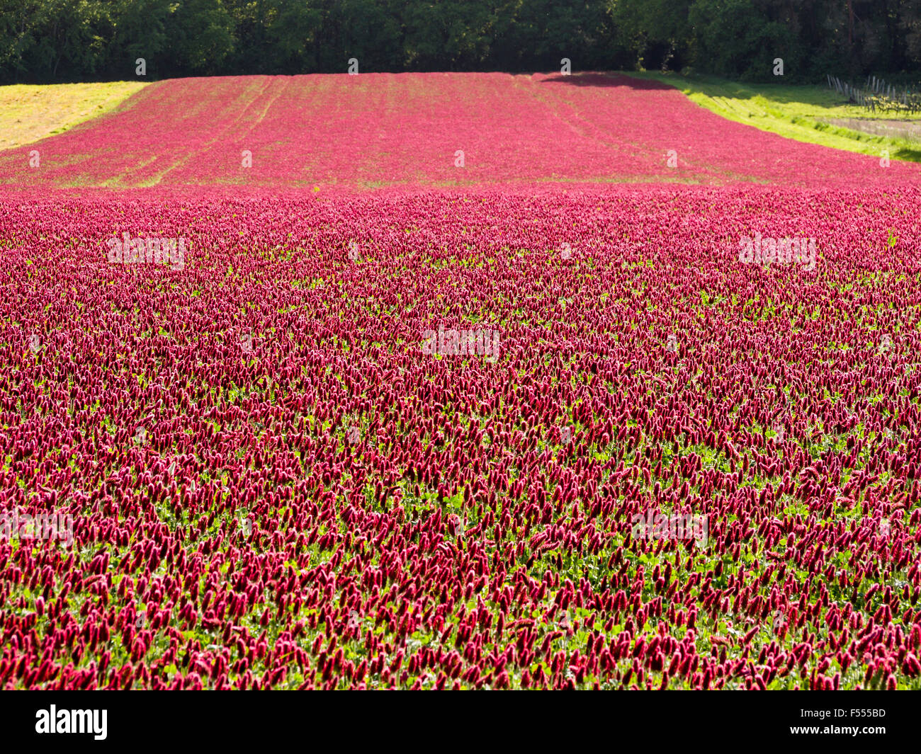 Le trèfle incarnat champ dans la Loire. Le rouge vif des fleurs de trèfle incarnat faire un brillant contraste avec les bois sombres derrière Banque D'Images