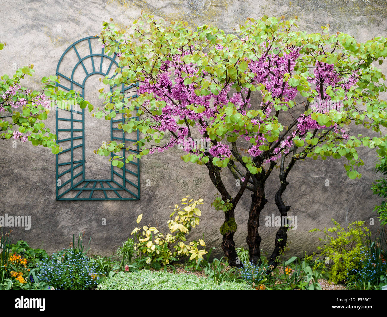 Jardin mural. Un petit jardin construite en un mur rugueux au printemps la floraison. Un arbre Redbud européenne fleurs. Banque D'Images