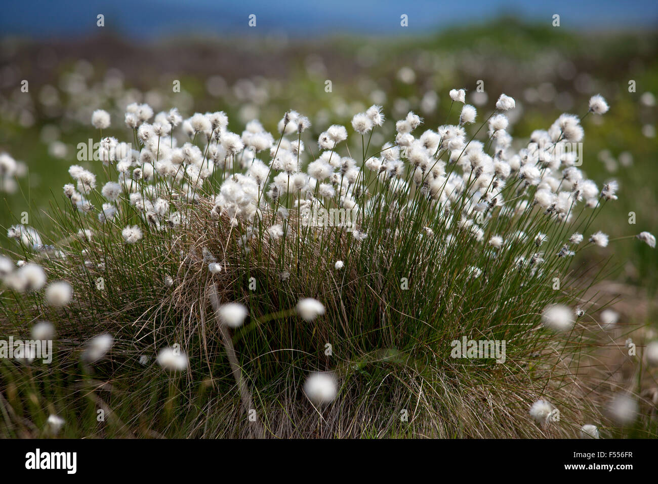 Europa, Belgien, Ostbelgien, Hautes Fagnes, Wollgras Eriophorum). Banque D'Images