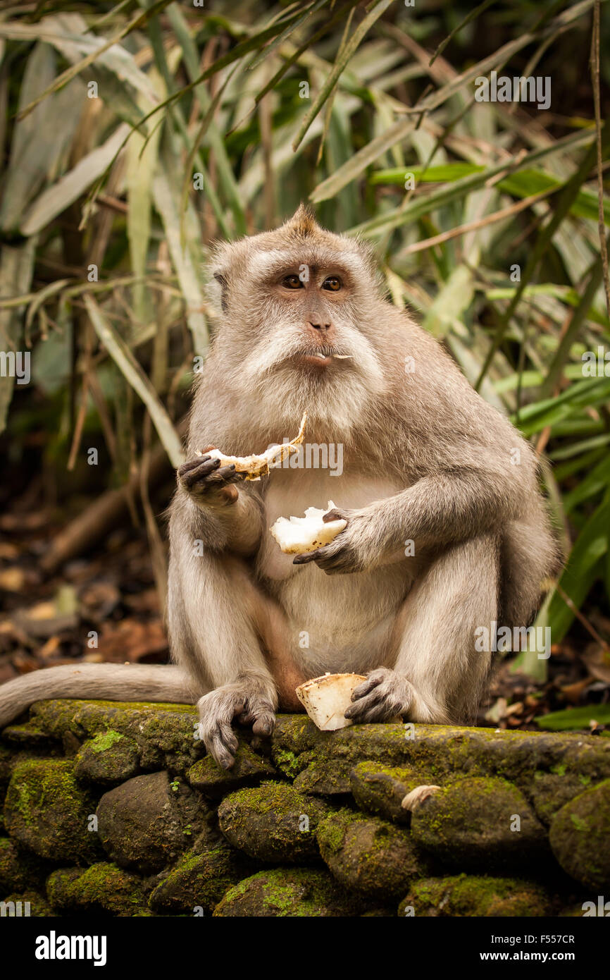 Un crabe-eating macaque (Macaca fascicularis) eating banana dans Sacred Monkey Forest Sanctuary à Ubud, Bali, Indonésie. Banque D'Images