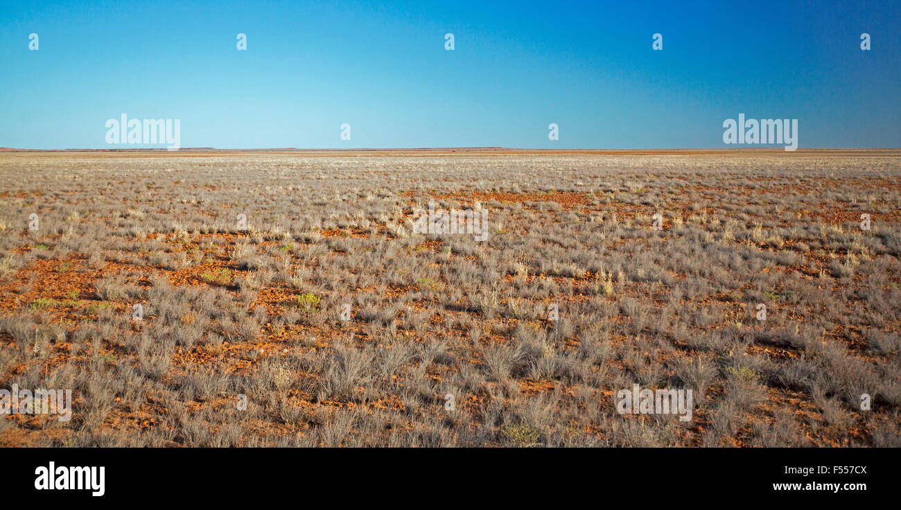 Vue panoramique de l'outback australien, paysage de plaines déboisées arides s'étendant à l'horizon lointain et ciel bleu Banque D'Images