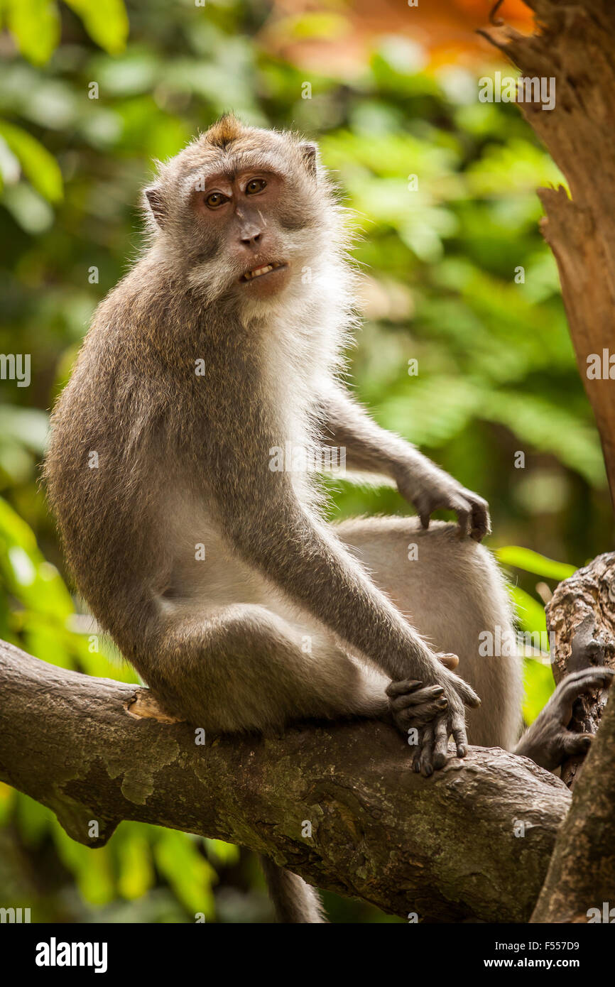 Un crabe-eating macaque (Macaca fascicularis) dans la forêt des singes sacrés sanctuaires dans Ubud, Bali, Indonésie. Banque D'Images