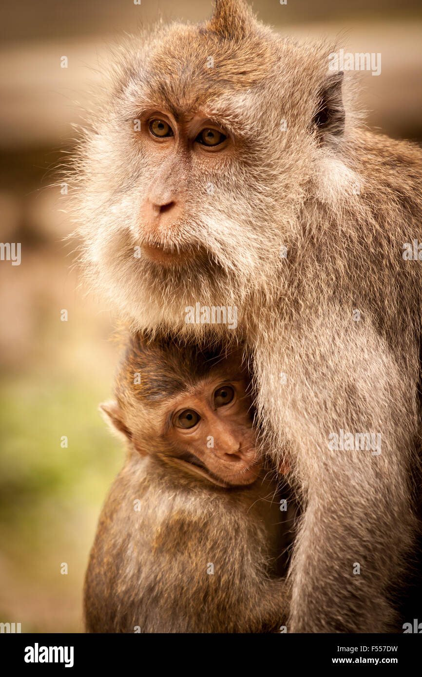 Crabe femelle-eating macaque (Macaca fascicularis) avec son bébé dans la forêt des singes sacrés sanctuaires dans Ubud, Bali, Indonésie. Banque D'Images