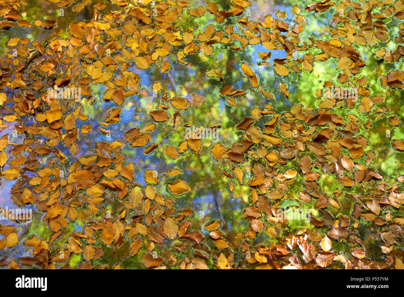 Europa, France, Allemagne, Sauerland, Herbst in einem Wald bei Arnsberg, auf einem Blaetter Teich. Banque D'Images
