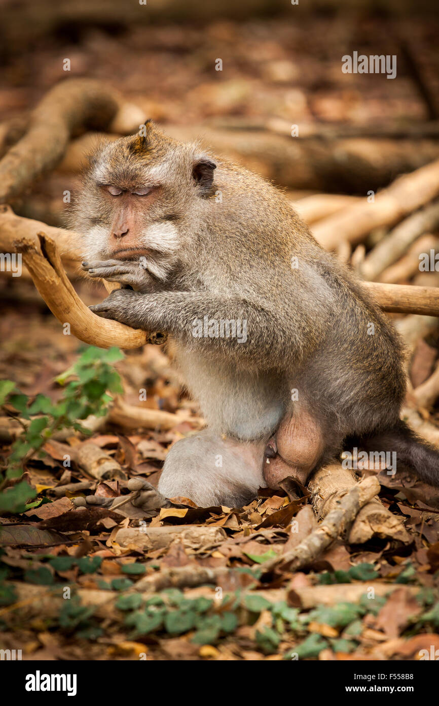 Un crabe-eating macaque (Macaca fascicularis) faire la sieste dans la forêt des singes sacrés sanctuaires dans Ubud, Bali, Indonésie. Banque D'Images