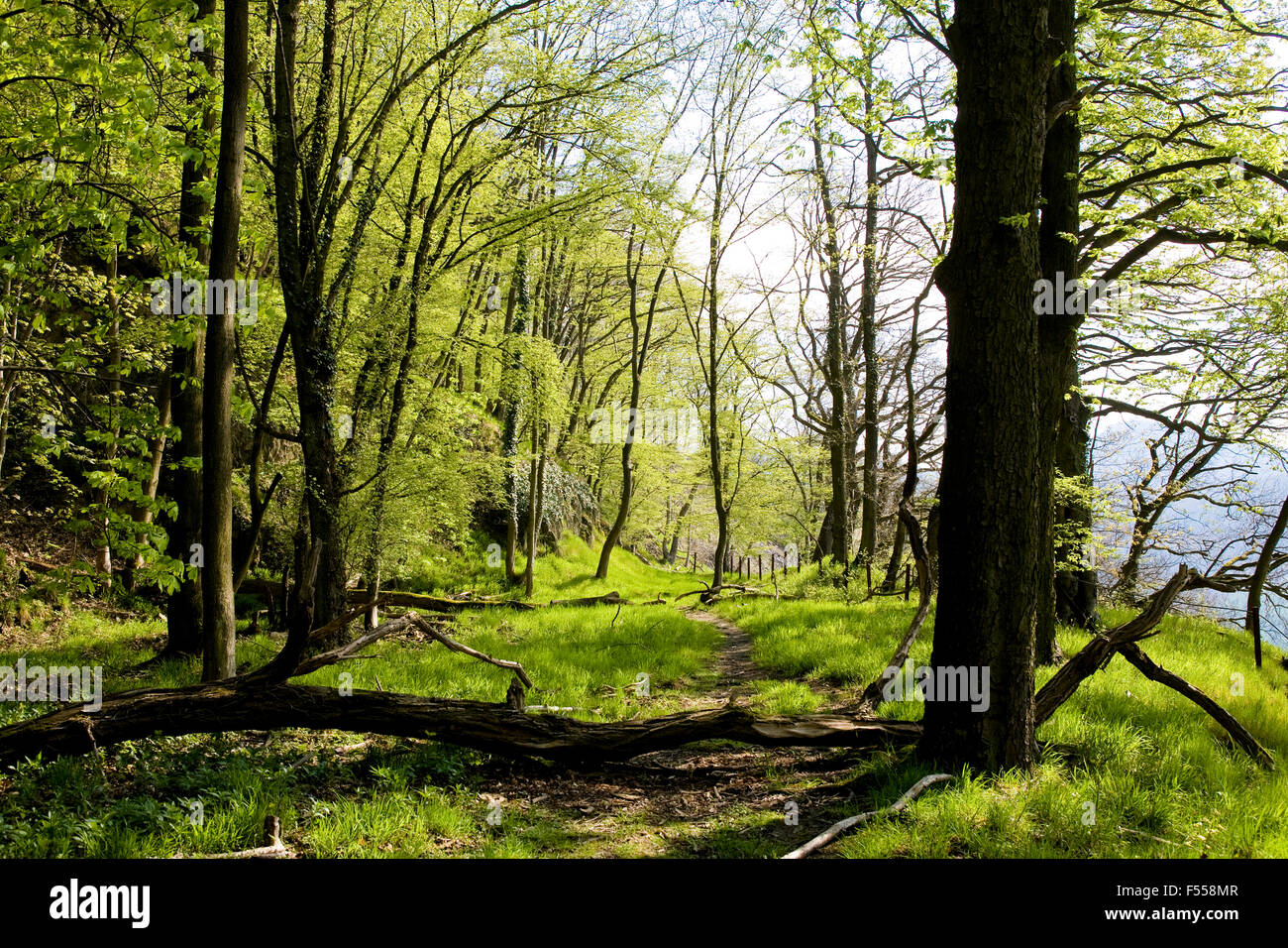 Europa, Nordrhein-Westfalen, Deutschland,, Wald im Naturpark Siebengebirge am Siebengebirge Drachenfels bei Koenigswinter. Banque D'Images