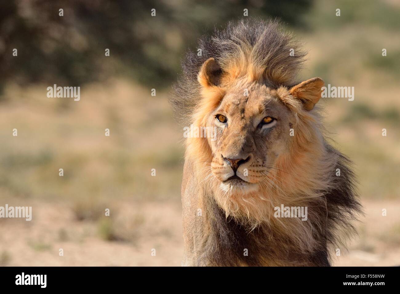 Lion (Panthera leo), portrait, Kgalagadi Transfrontier Park, Northern Cape, Afrique du Sud, l'Afrique Banque D'Images