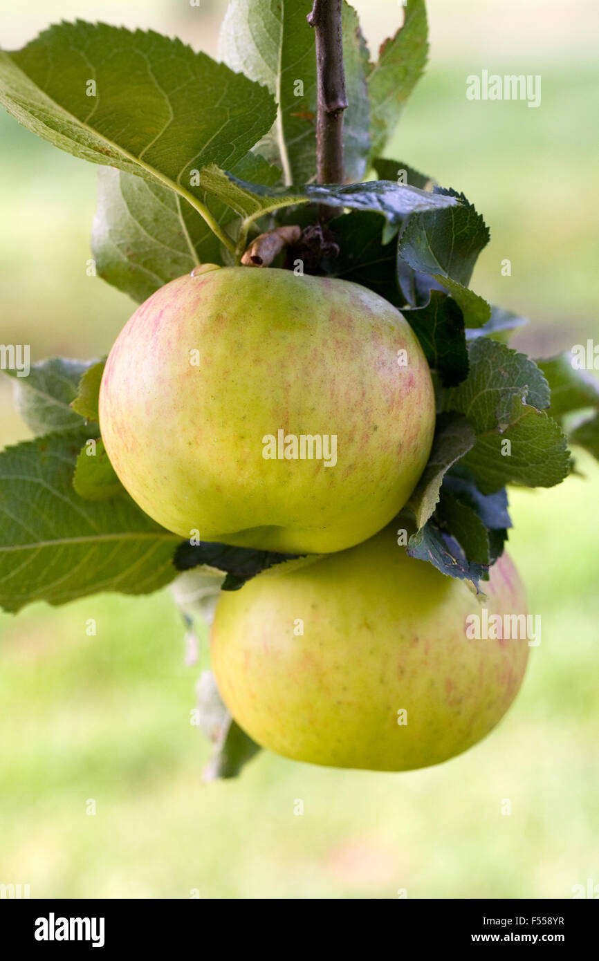 Malus domestica 'Bramley's Seedling'. De plus en plus de pommes dans un verger. Banque D'Images