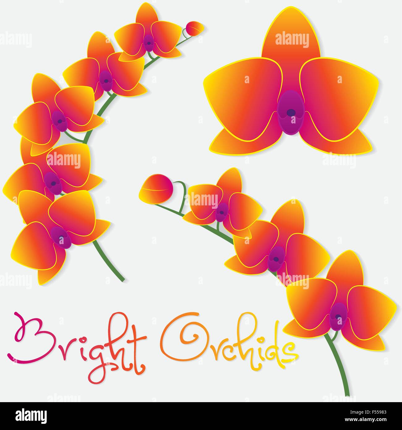 Orchid mis en format vectoriel. Illustration de Vecteur
