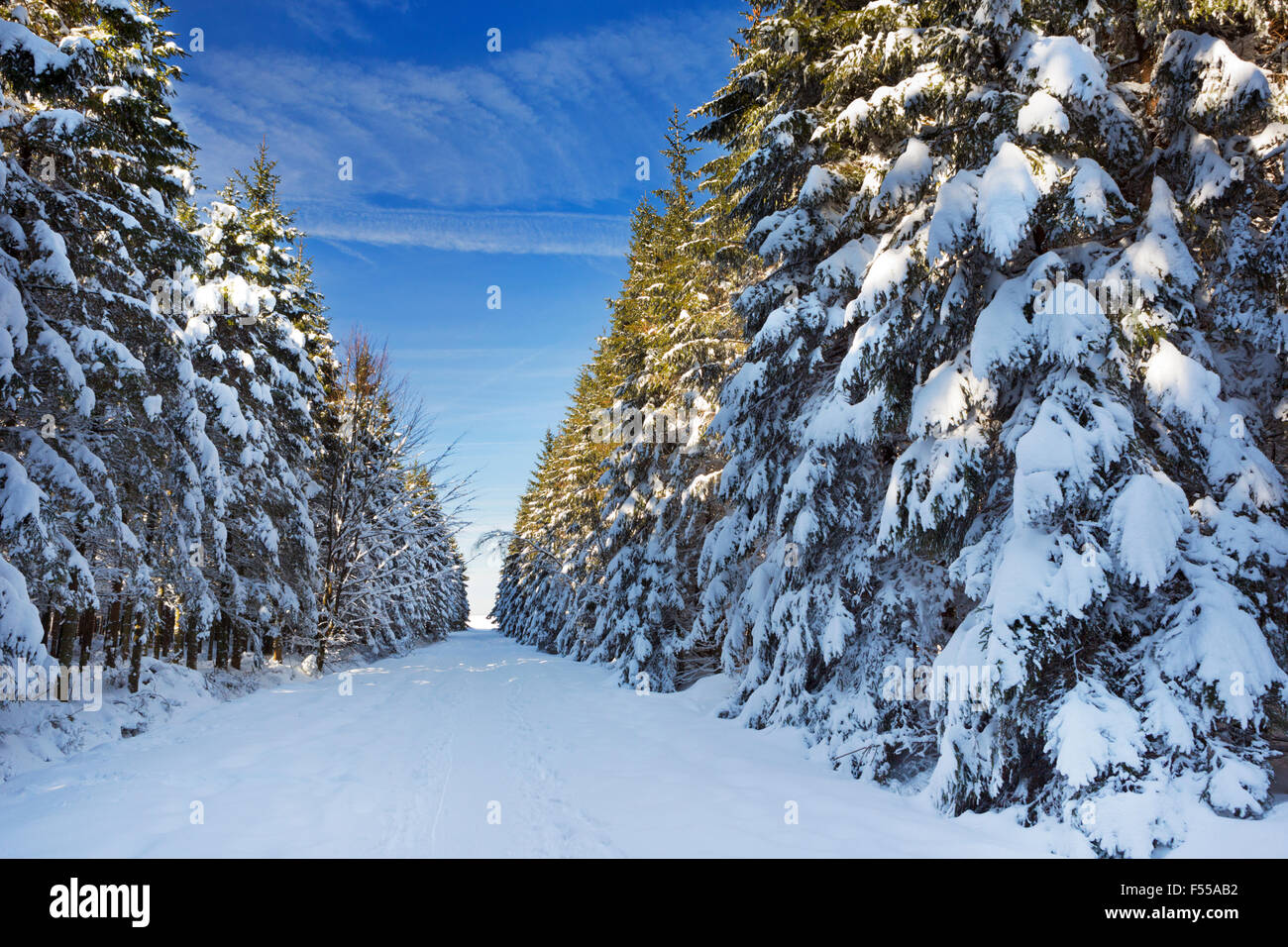 Une piste à travers une belle forêt en hiver. Photographié dans les Hautes Fagnes (Hoge Venen, Hautes Fagnes, Hautes Fagnes) dans l'Est Banque D'Images