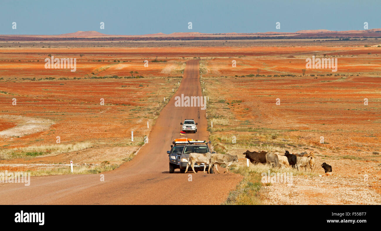Les véhicules à quatre roues motrices sur de vastes plaines sans arbres rouge outback australien arrêté que les bovins cross road qui s'étend à l'horizon lointain Banque D'Images