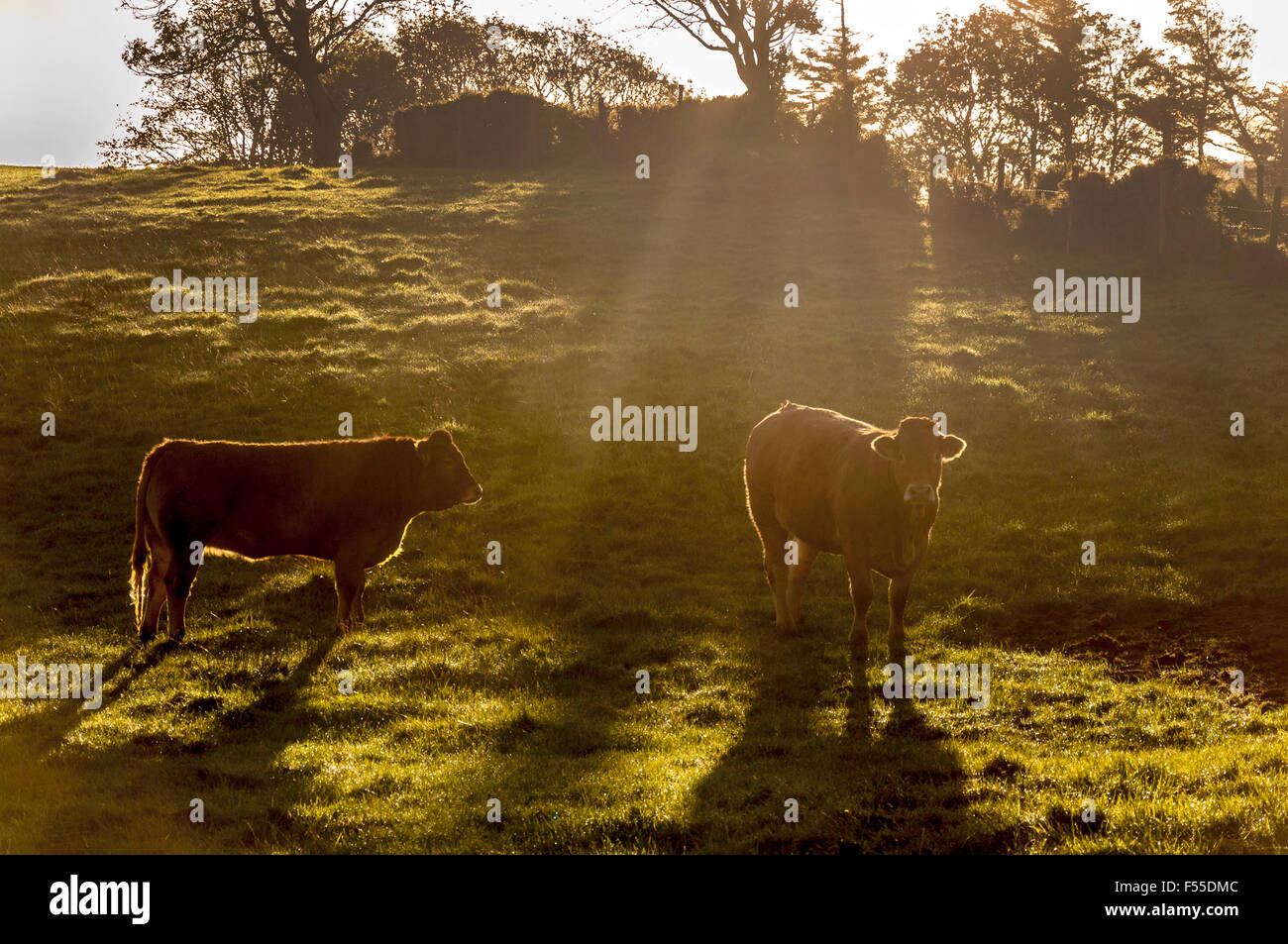 Ardara, comté de Donegal. L'Irlande. 28 octobre 2015. Des bovins dans une ferme. Le Canada a rouvert son marché au bœuf irlandais et européens, 19 ans après qu'il a bloqué toutes les importations en raison de la maladie de la vache folle. L'affaire vient à la suite de l'Irlande l'accès privilégié à des marchés de la viande bovine dans les Etats-Unis, la Chine et le Japon, qui avait également été fermée depuis la fameuse crise de l'ESB dans les années 90. Photo par:Richard Wayman Banque D'Images