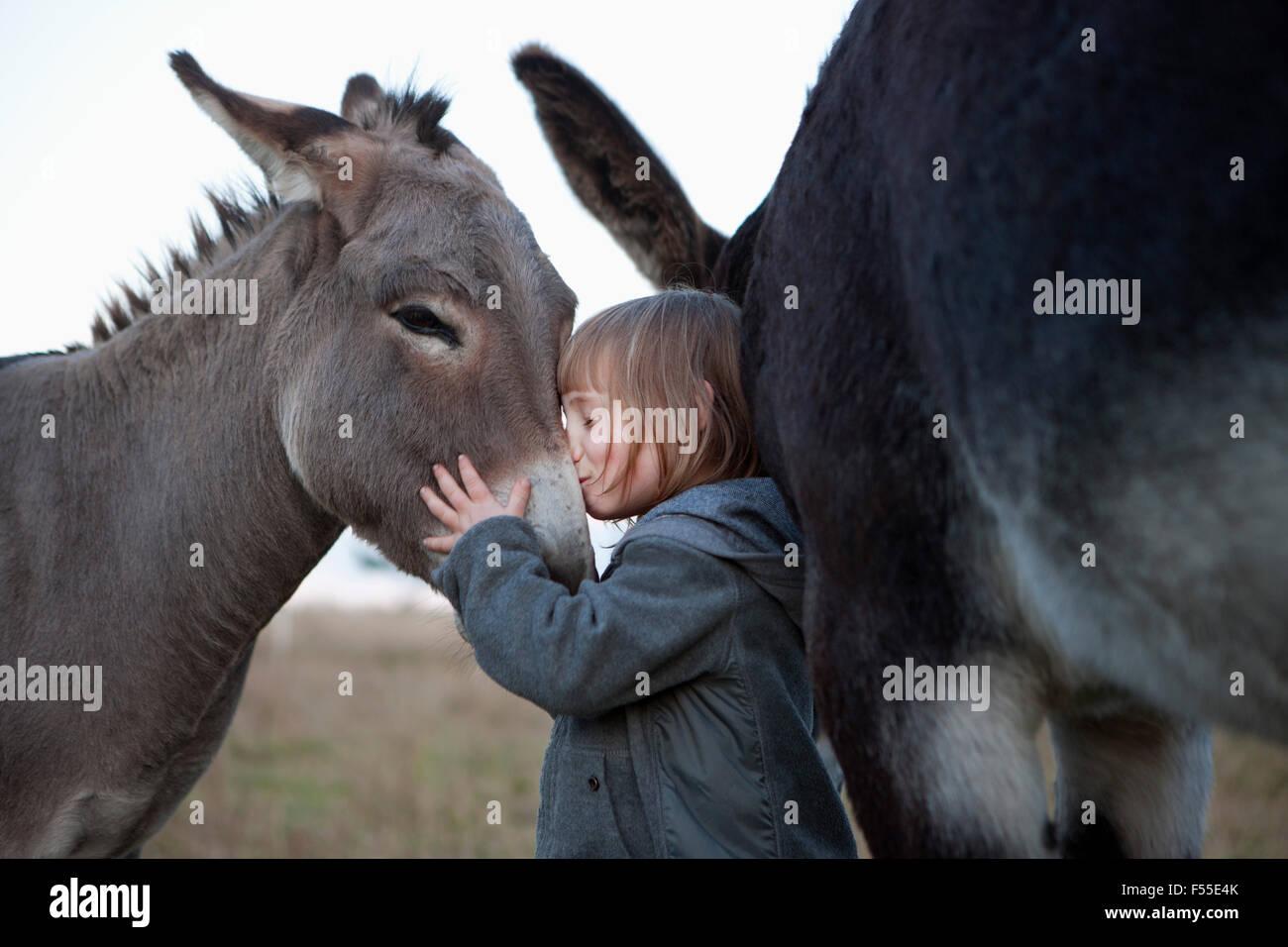 Vue latérale du cute girl kissing donkey on field Banque D'Images