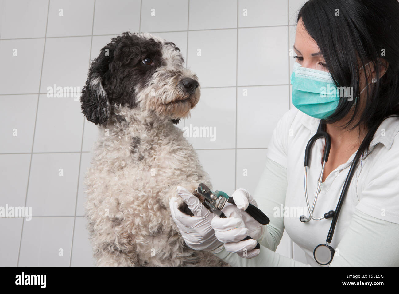 Jeune vétérinaire du chien coupe ongles en clinique Banque D'Images